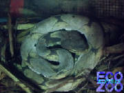 deinagkistrodon_acutus_01.jpg