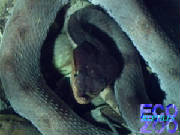 deinagkistrodon_acutus_pastel_01.jpg