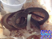 elaphe_carinata.jpg