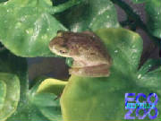 hyla_cinerea.jpg