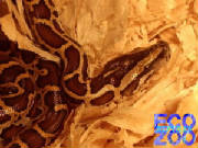 python_molurus_bivitattus.jpg