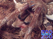 theraphosa_blondi.jpg